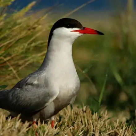 Common Tern adult in breeding plumage, resting in the colony.