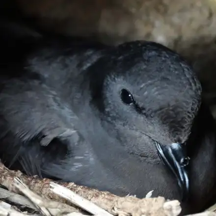 Adult Monteiro’s Storm-petrel in the nest.”