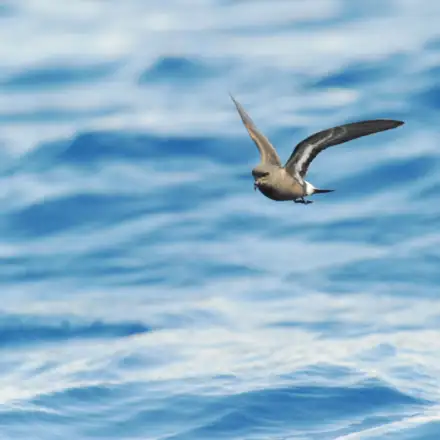 European Storm-petrel flying over the sea, with white stripe visible under the wing.