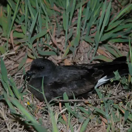 Adult Monteiro’s Storm-petrel perched in the colony.