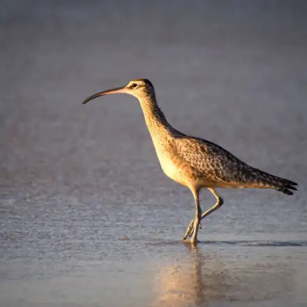 Whimbrel walking along the tideline, showing a long downcurved bill, streaked brown plumage, and a prominent pale supercilium.