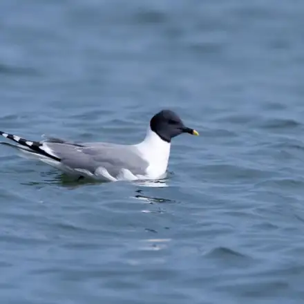Sabine’s Gull adult resting on the sea.