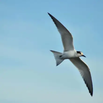 Common Tern in flight in non-breeding plumage, showing a white forehead and reduced black cap.