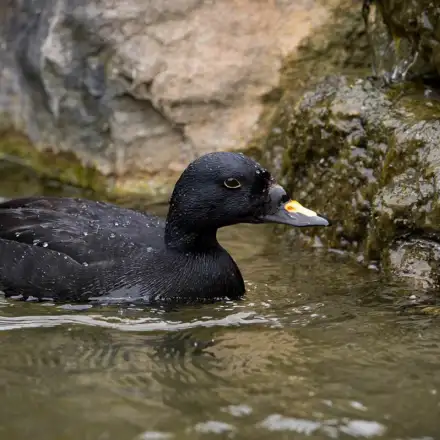 Male Common Scoter with black plumage and a black-and-yellow bill, floating in shallow coastal water among rocks.