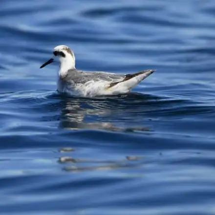 Red Phalarope resting on the sea