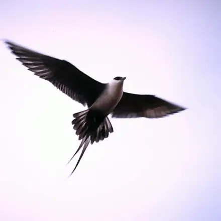 Long-tailed Jaeger adult in flight, showing a black cap, white breast, grey-brown back, and exceptionally long, pointed tail streamers.